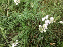 Linaria repens