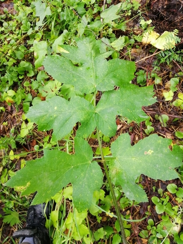 Sibirinis barštis nuotrauka