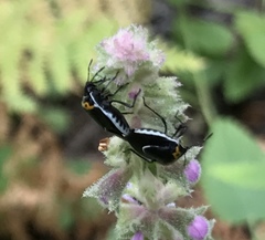 Cosmopepla conspicillaris