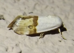 Ponometia elegantula