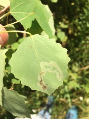 Aulagromyza tremulae