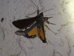 Euscirrhopterus gloveri