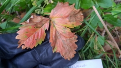 Diplocarpon fragariae
