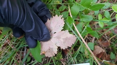 Diplocarpon fragariae