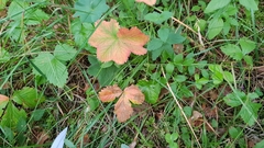 Diplocarpon fragariae