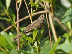 Phylloscopus collybita