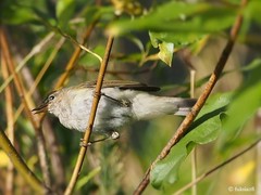 Phylloscopus collybita