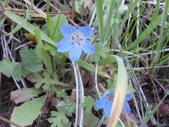 Nemophila menziesii integrifolia