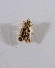 Martyringa latipennis