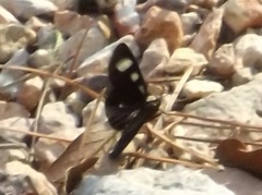 Alypiodes bimaculata