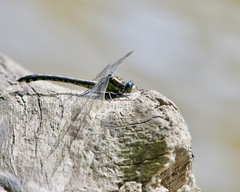 Gomphurus lineatifrons