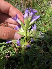 Gentianella ramosa