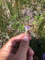 Gentianella ramosa