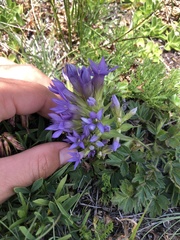 Gentianella ramosa