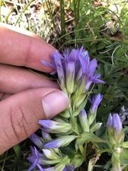 Gentianella ramosa