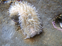Aeolidia
