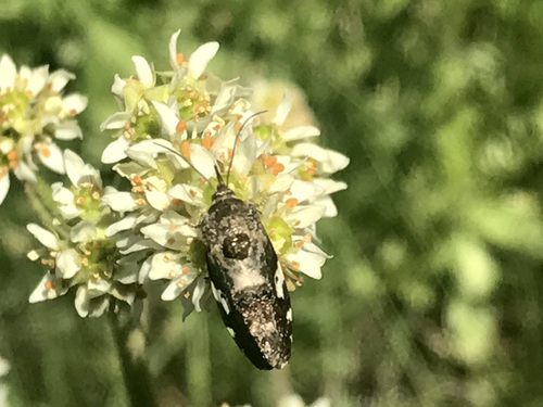 iNaturalist observation photo of Butterflies and Moths