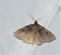 Zanclognatha laevigata