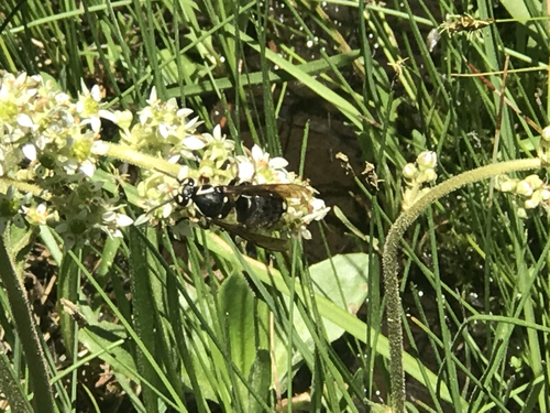 iNaturalist observation photo of Bald-faced Hornet