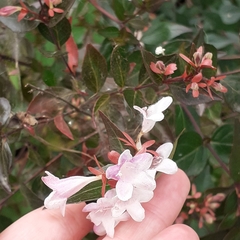 Abelia × grandiflora