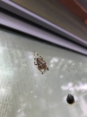 Araneus diadematus