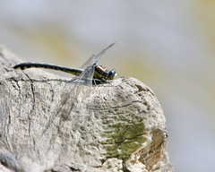 Gomphurus lineatifrons