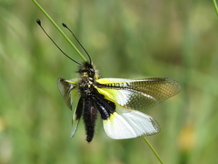 Libelloides baeticus