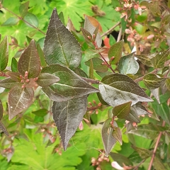 Abelia × grandiflora