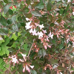 Abelia × grandiflora