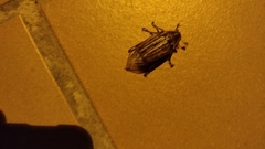 Anoxia australis