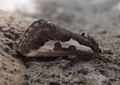 Euscirrhopterus gloveri