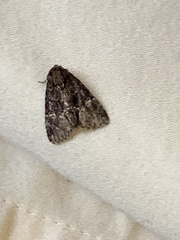 Phosphila turbulenta