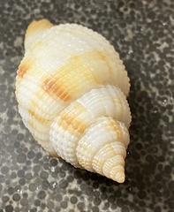 Cancellaria reticulata