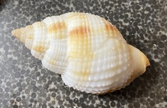 Cancellaria reticulata