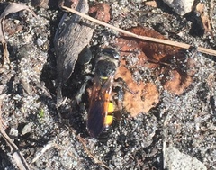 Dielis trifasciata