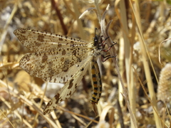 Palpares hispanus