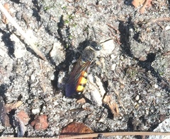 Dielis trifasciata