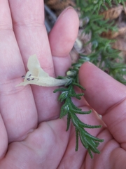 Chloanthes stoechadis