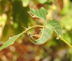 Ochlodes agricola