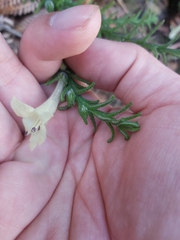 Chloanthes stoechadis