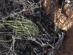 Ephedra coryi
