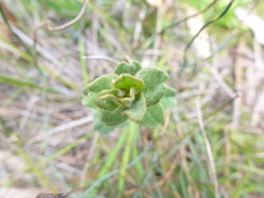 Spyridium coactilifolium