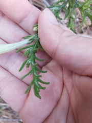 Chloanthes stoechadis