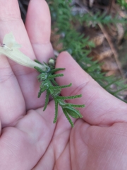 Chloanthes stoechadis
