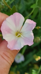 Convolvulus arvensis