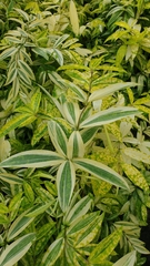 Dracaena surculosa