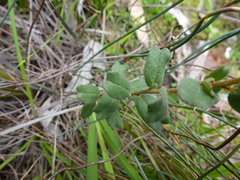 Spyridium coactilifolium