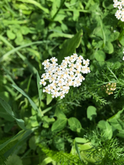 Achillea millefolium