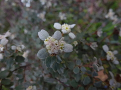 Spyridium coactilifolium