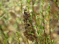 Palpares hispanus